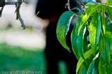 images of Nikon Telephoto Lens 200