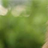 Telephoto Lens Limitations images