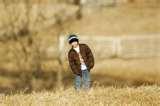 What Does Telephoto Lens Do pictures