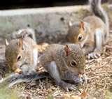 Best Super Telephoto Lens Ever images