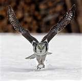 Best Super Telephoto Lens Ever photos