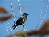 Using Telephoto Lens Camcorder images