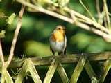 images of Using Telephoto Lens Camcorder