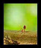 images of Macro Lens For Nikon D5000